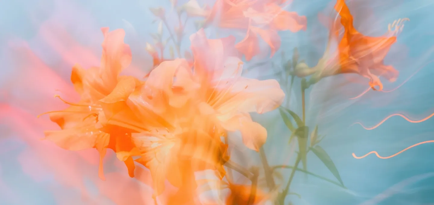 Soft orange flowers against a blurred blue and white background.